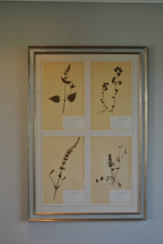 Framed pressed herb pictures - Rectangular