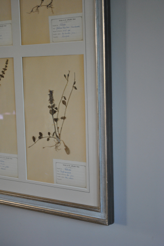 Framed pressed herb pictures - Rectangular