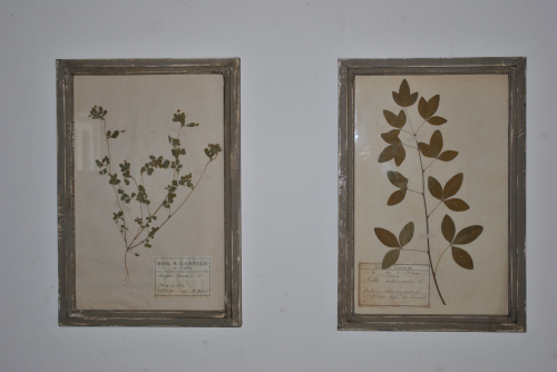 French Framed Herbs
